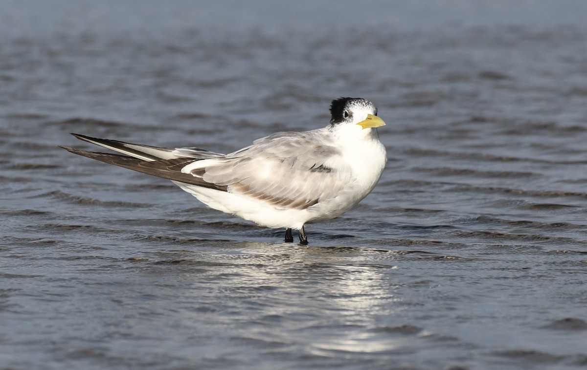 Great Crested Tern - ML53144741