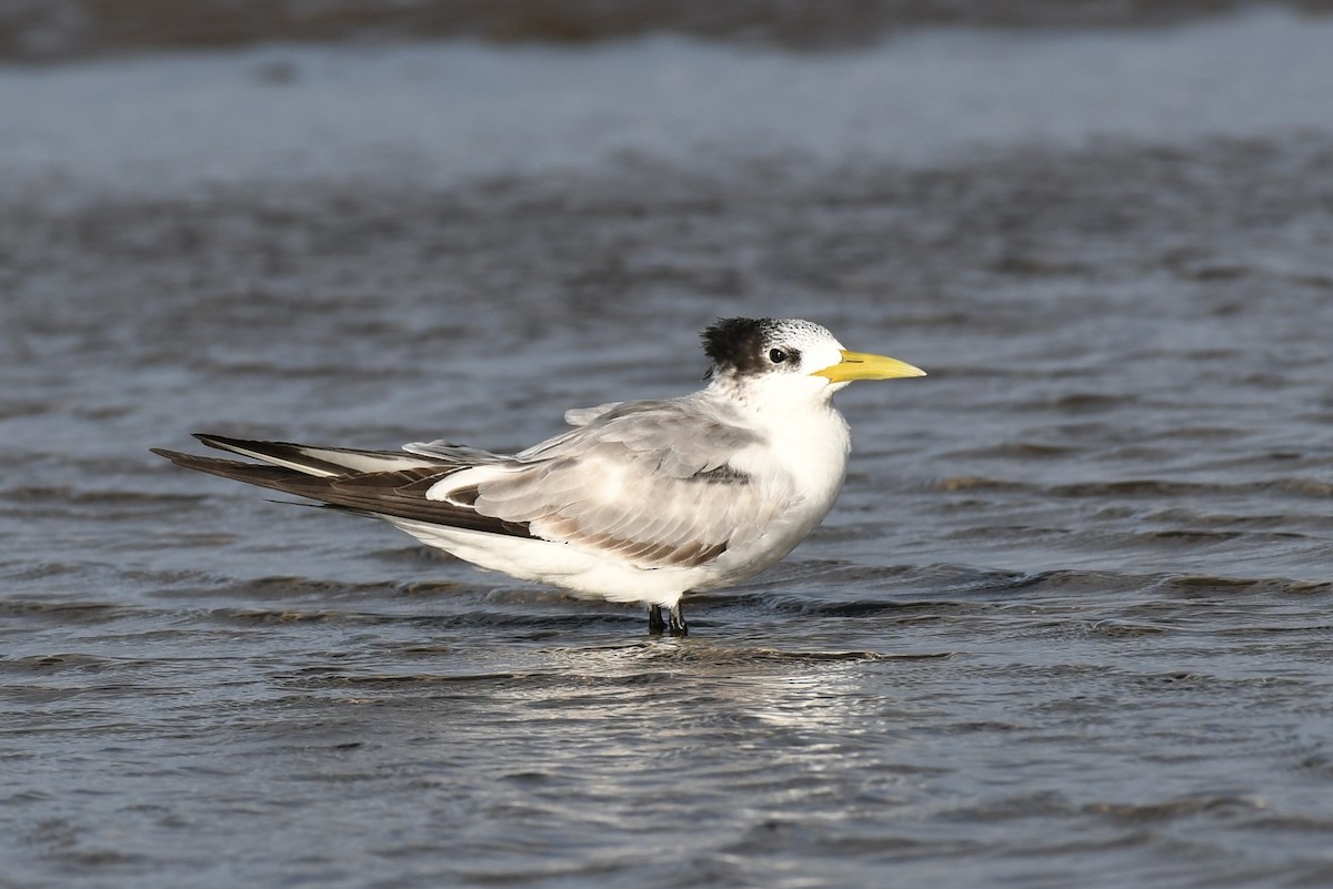 Great Crested Tern - ML53144841