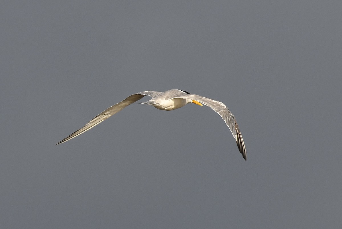 Great Crested Tern - ML53144911