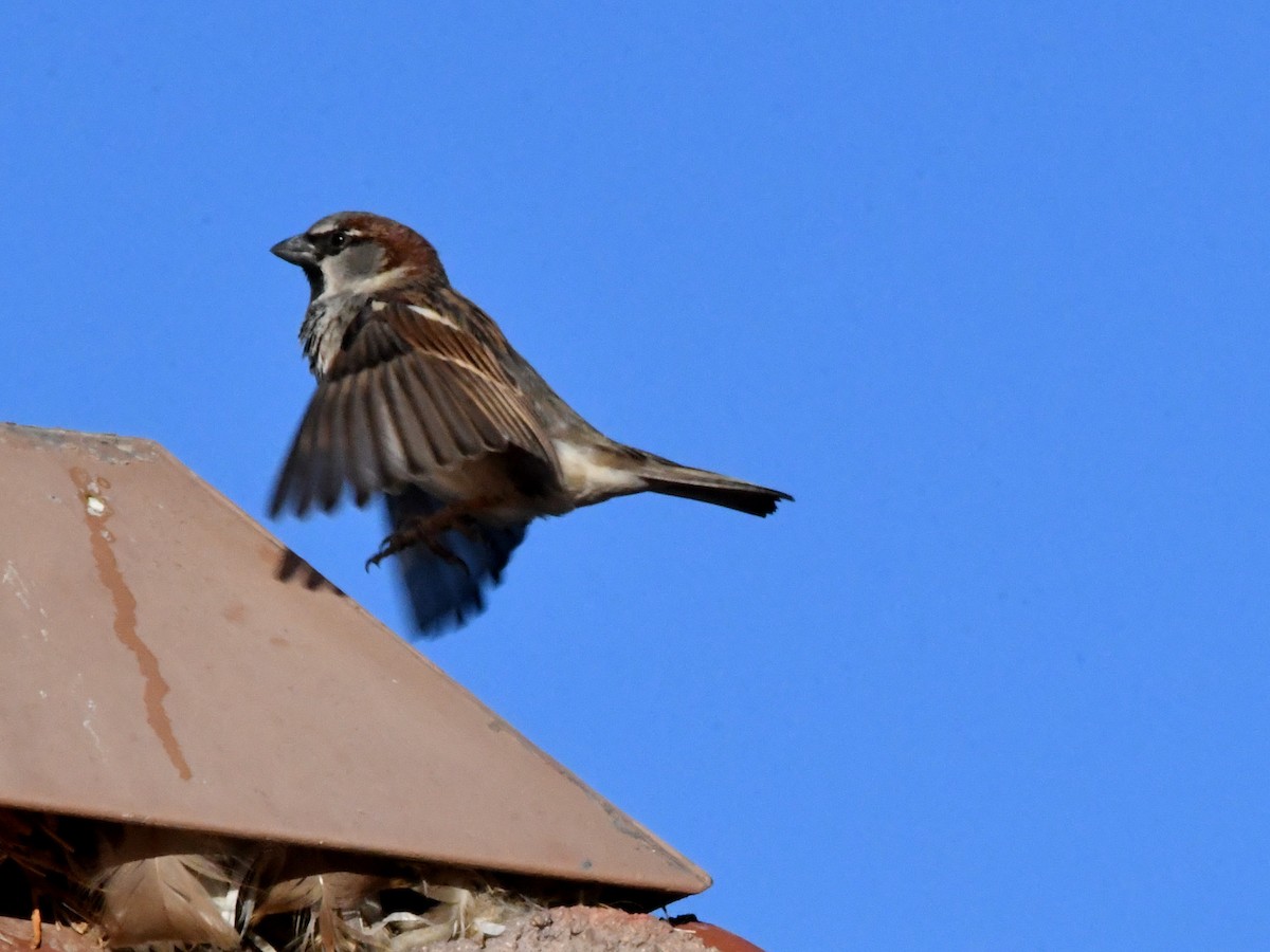 House Sparrow - ML531451301