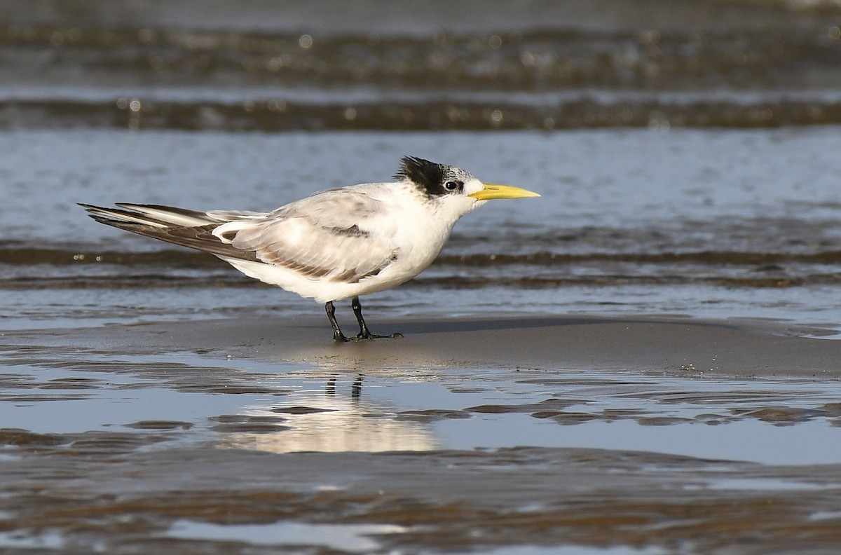 Great Crested Tern - ML53145131
