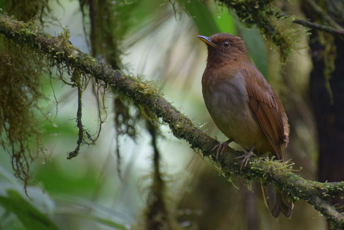 Rufous-brown Solitaire - ML531463071