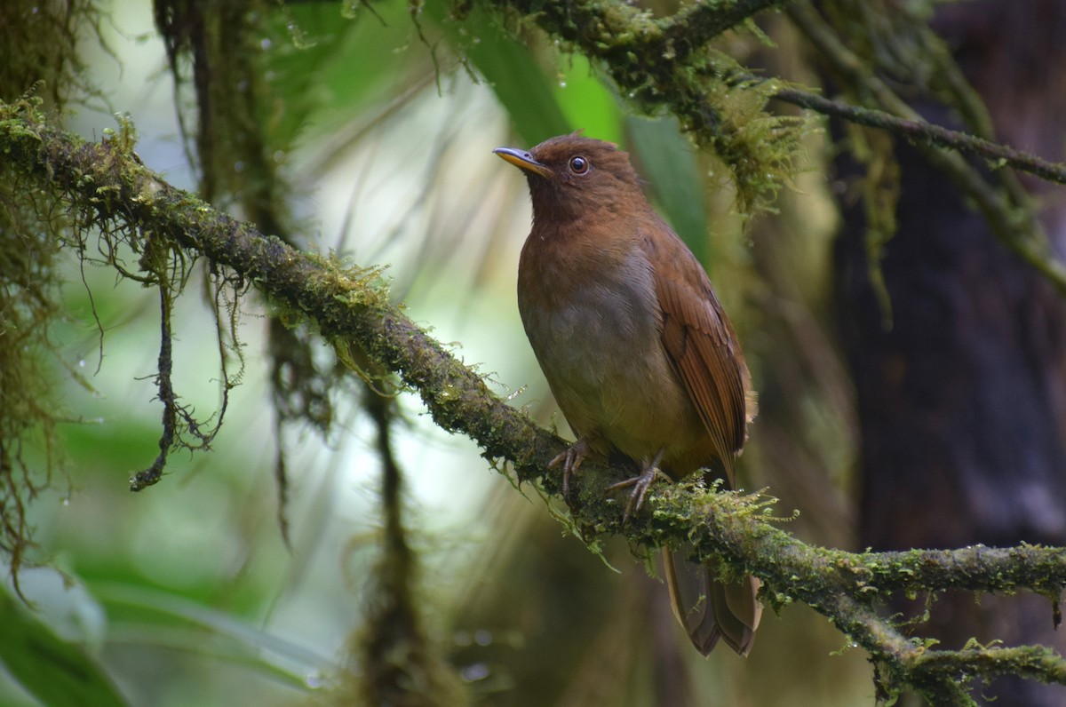 Rufous-brown Solitaire - ML531463131