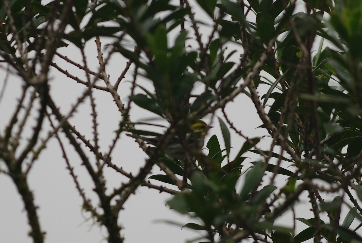 Black-throated Green Warbler - Susan Howe