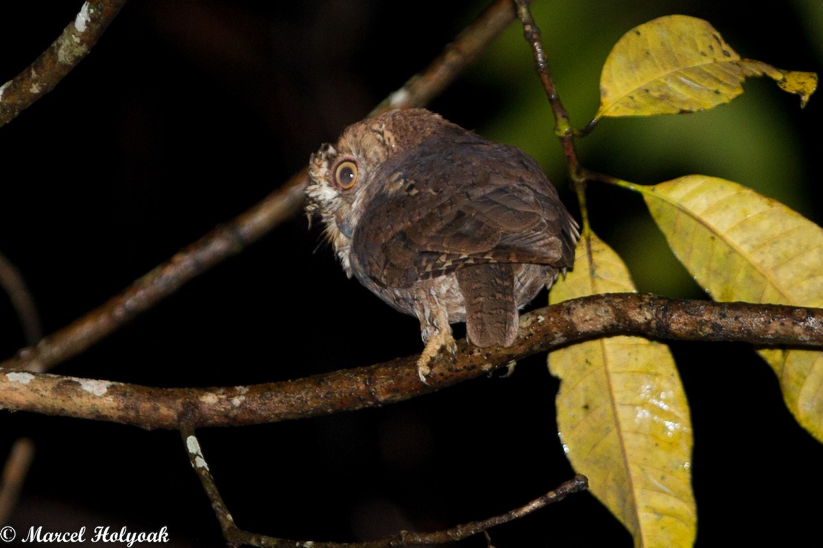 Sulawesi Scops-Owl - ML531466751