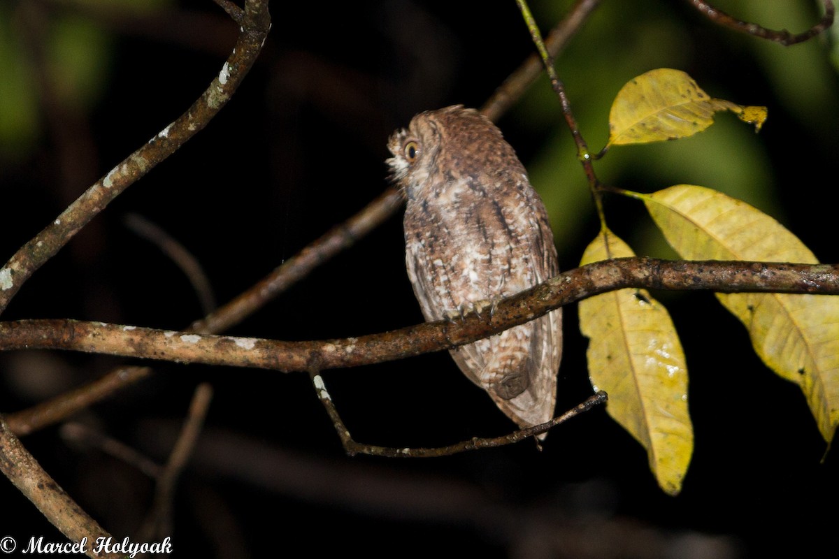 Sulawesi Scops-Owl - ML531466761
