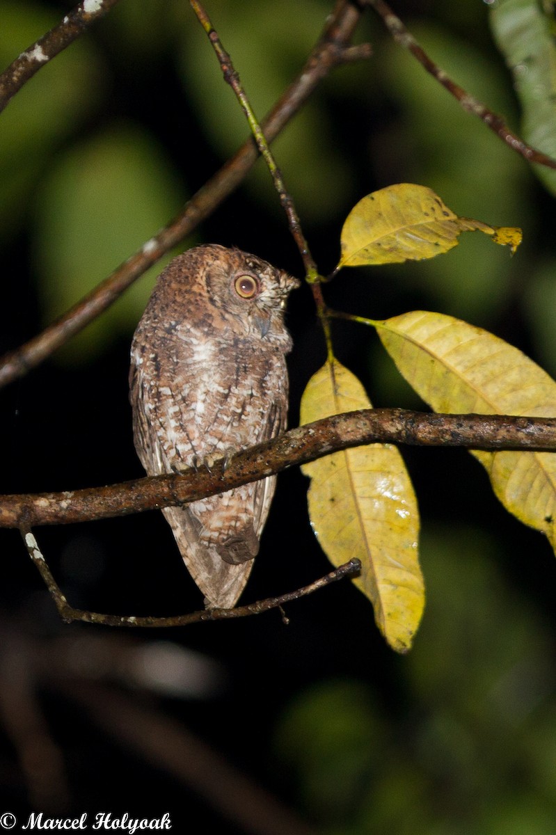 Sulawesi Scops-Owl - ML531466771