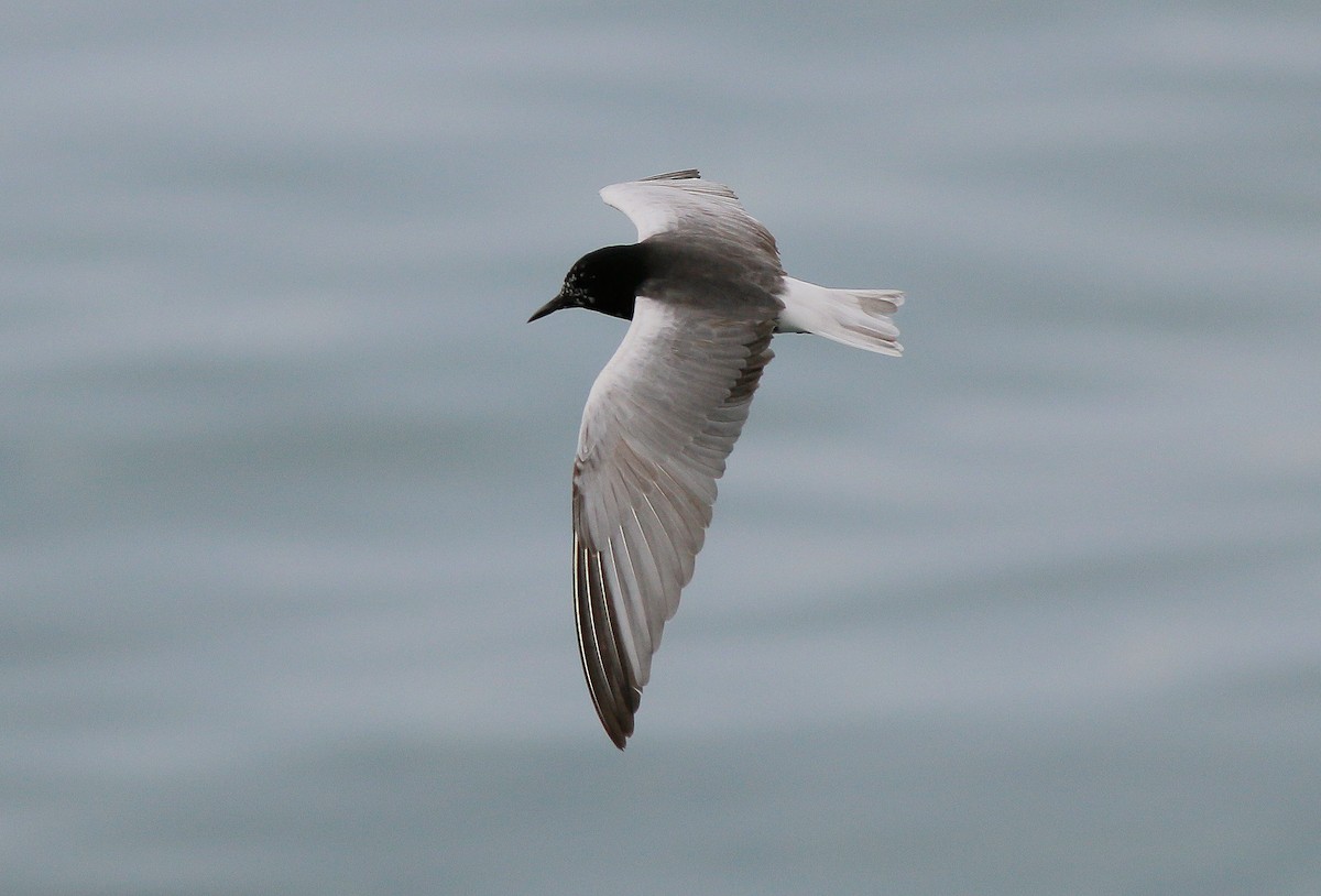 White-winged Tern - ML53146791