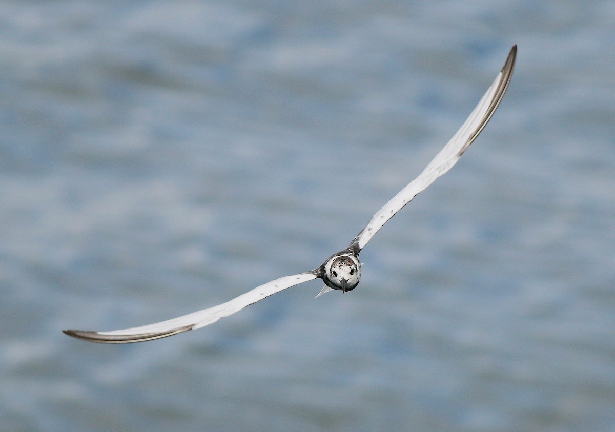 White-winged Tern - Neoh Hor Kee