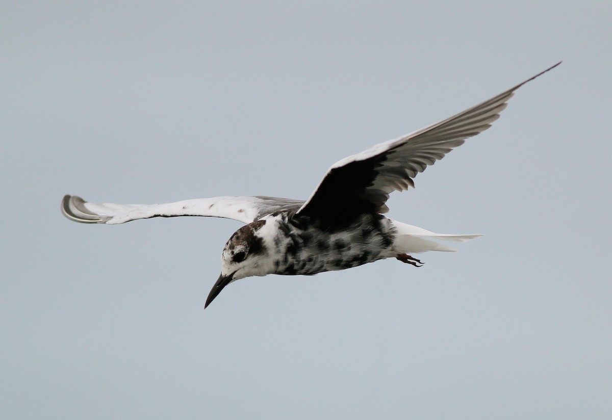 White-winged Tern - ML53146811