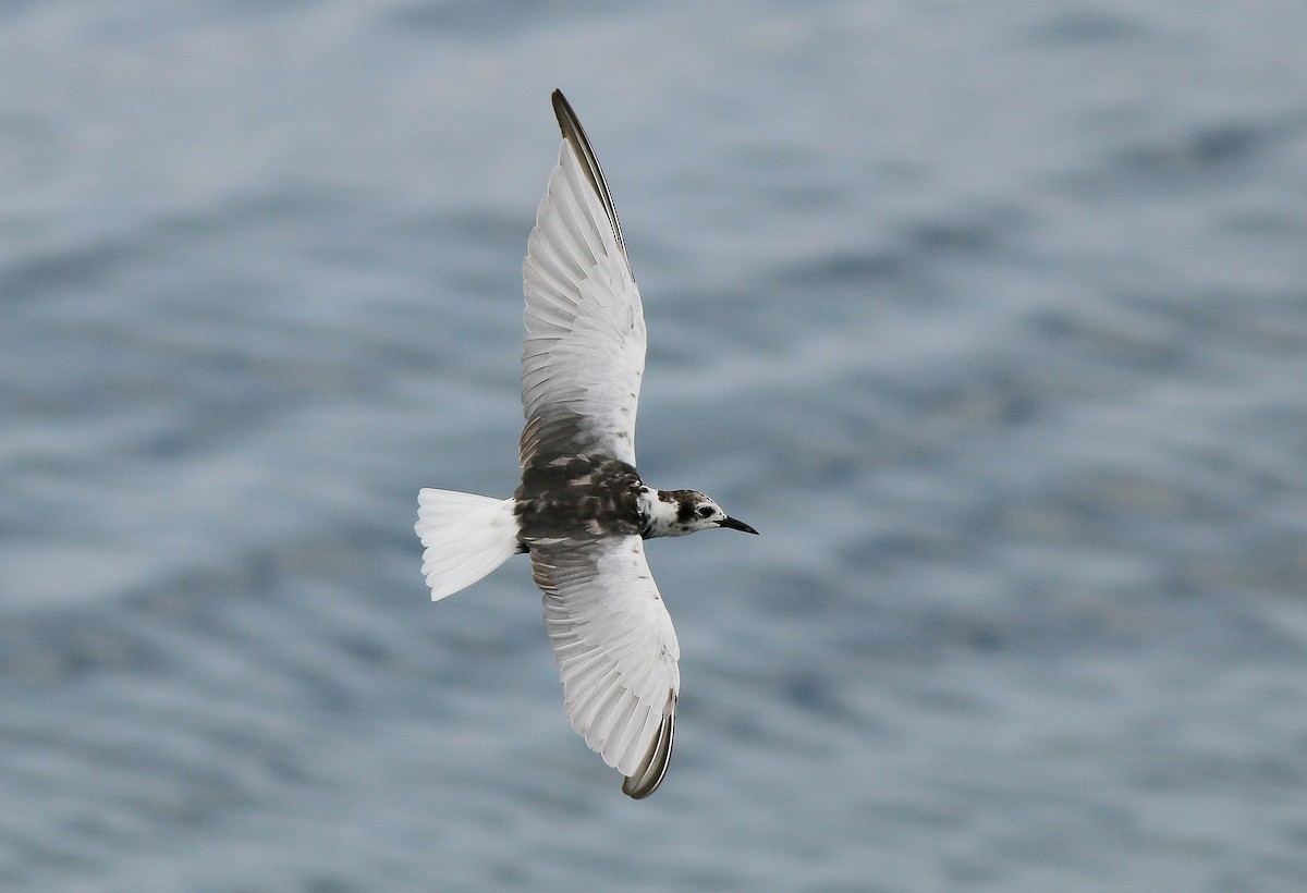 White-winged Tern - ML53146821