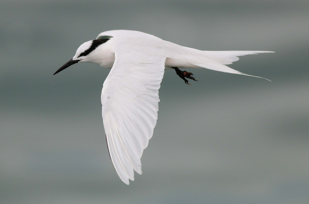 Black-naped Tern - ML53146881