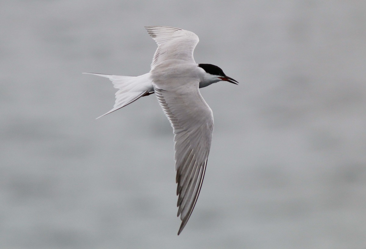 Common Tern - Neoh Hor Kee