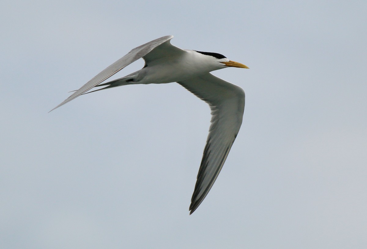 Great Crested Tern - ML53146931
