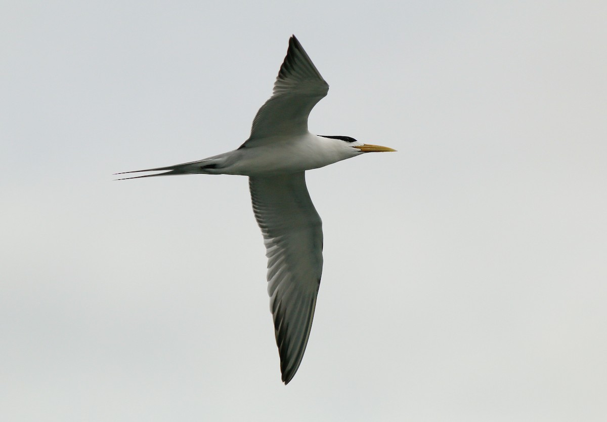 Great Crested Tern - ML53146941