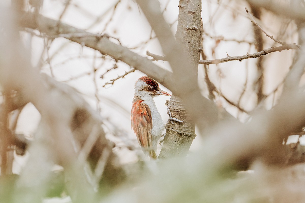 Scarlet-backed Woodpecker - Renato David Rojas Cánova