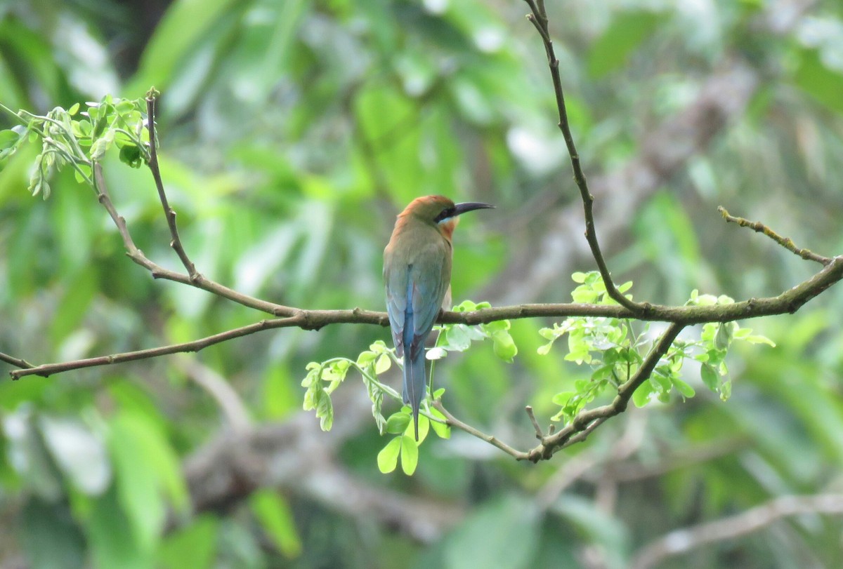 Blue-tailed Bee-eater - ML53147191