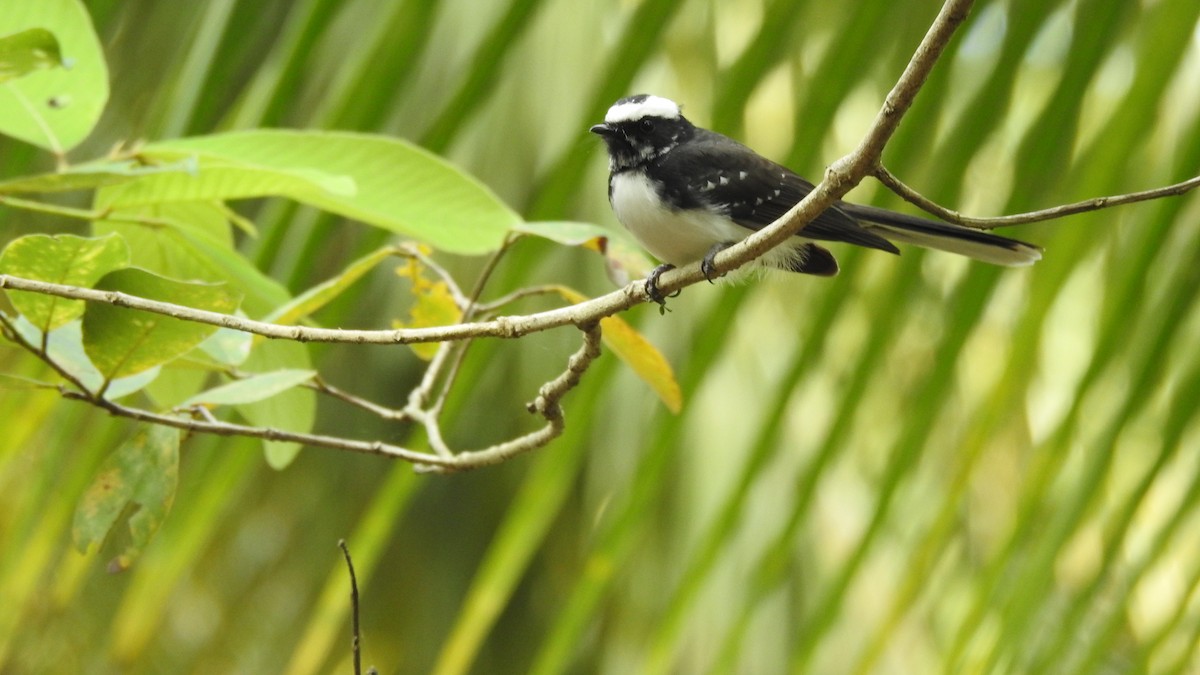 White-browed Fantail - ML531471961