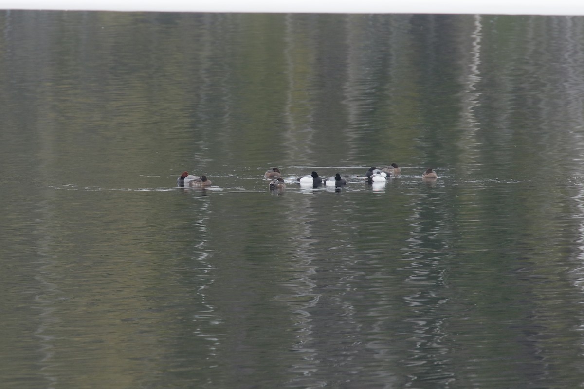 Greater/Lesser Scaup - ML53147321