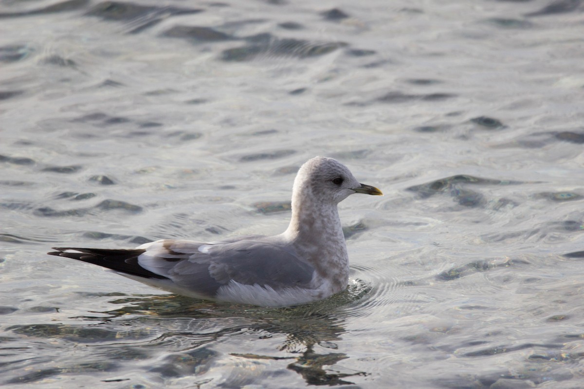 Short-billed Gull - Patrick Bocking