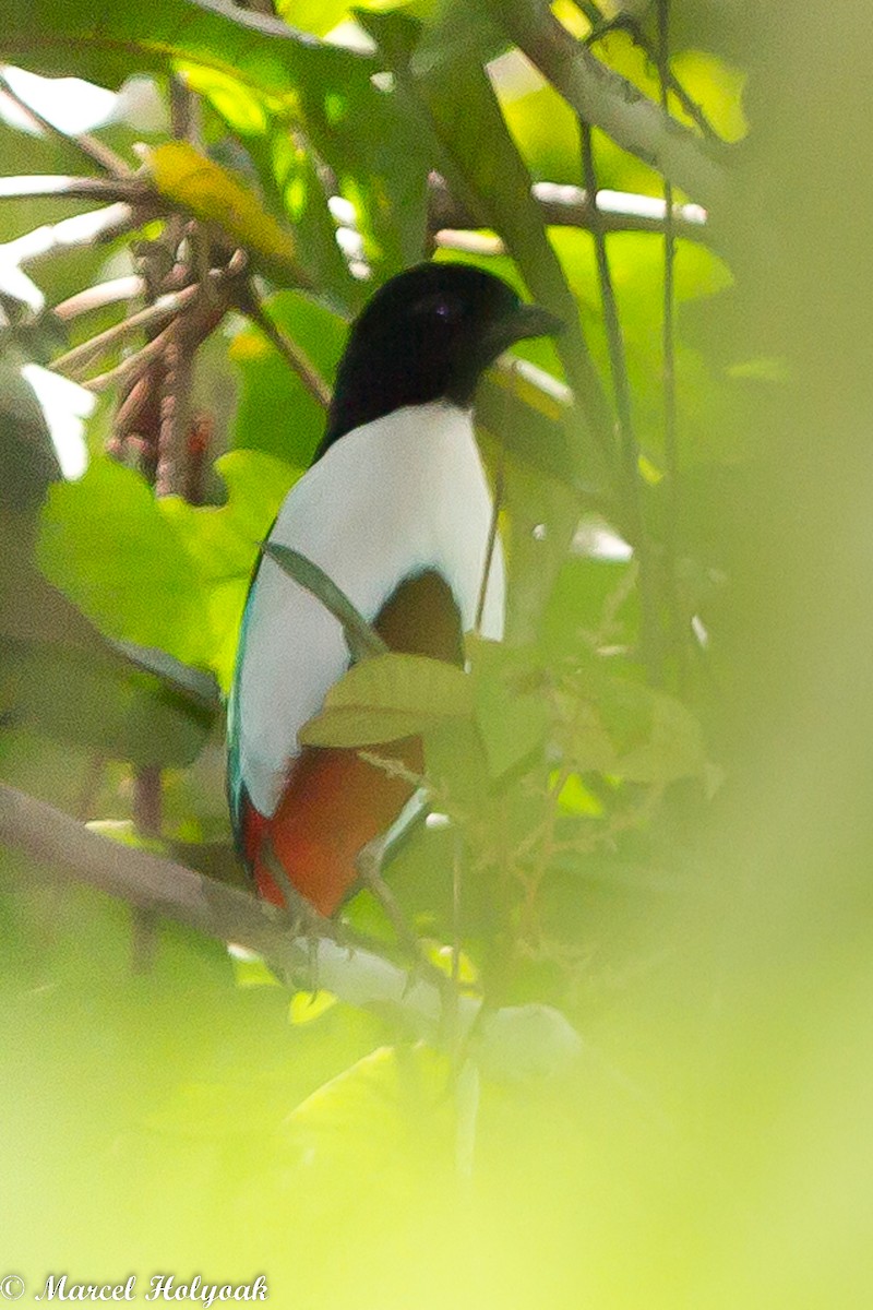 Ivory-breasted Pitta - ML531480681