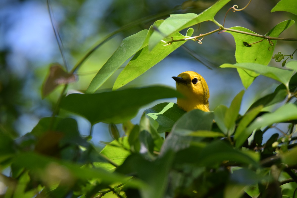 Prothonotary Warbler - Perry Doggrell