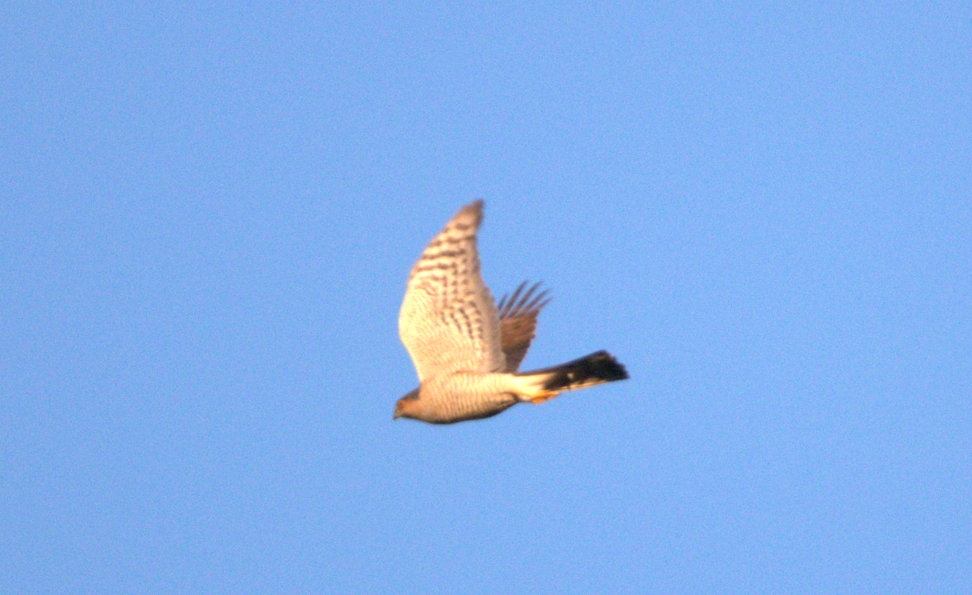 Eurasian Sparrowhawk - ML531484191