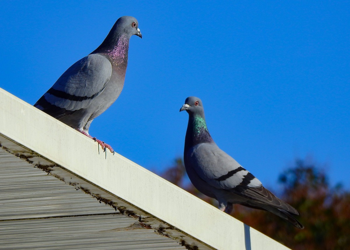 eBird Portugal Checklist - 4 Feb 2023 - EB 2,3 Dr Rui Grácio - 14 ...