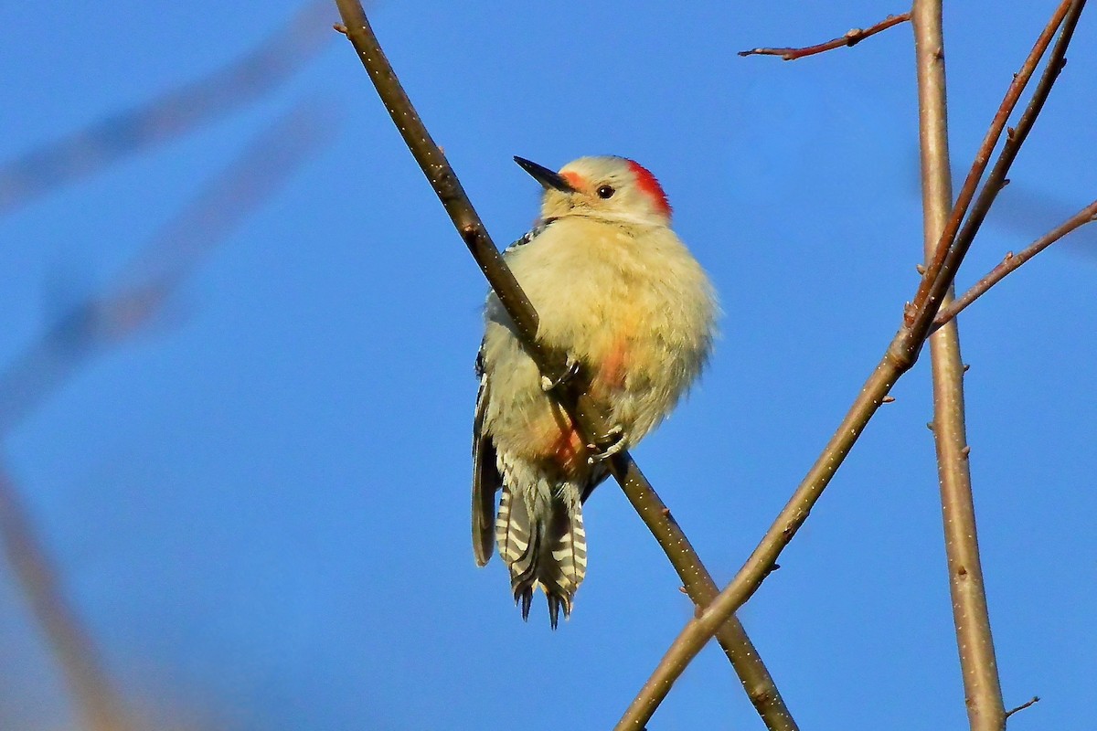 Red-bellied Woodpecker - ML531486541