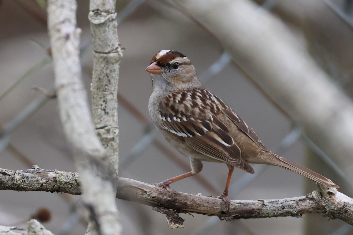 White-crowned Sparrow - ML531487521
