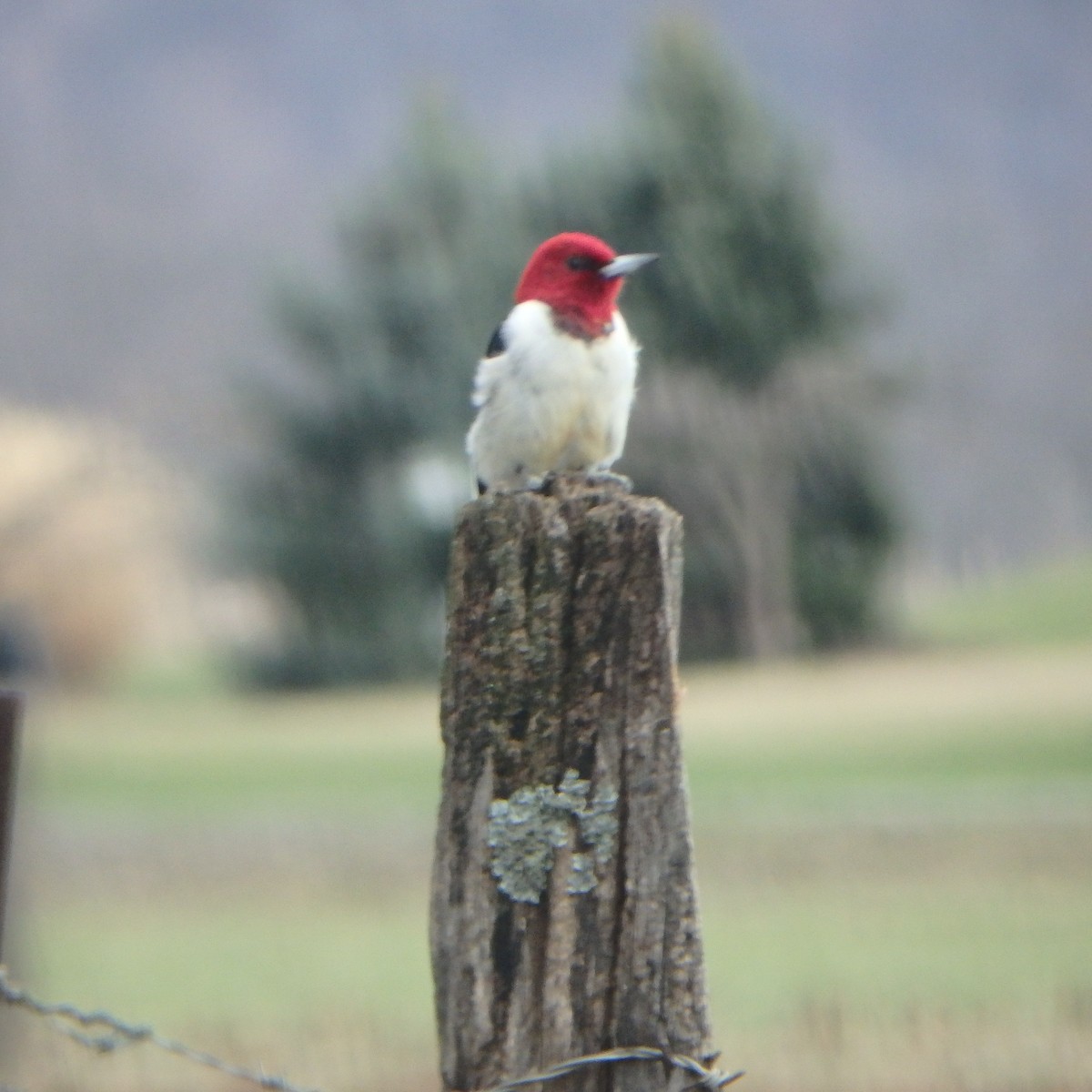 Red-headed Woodpecker - ML53149301