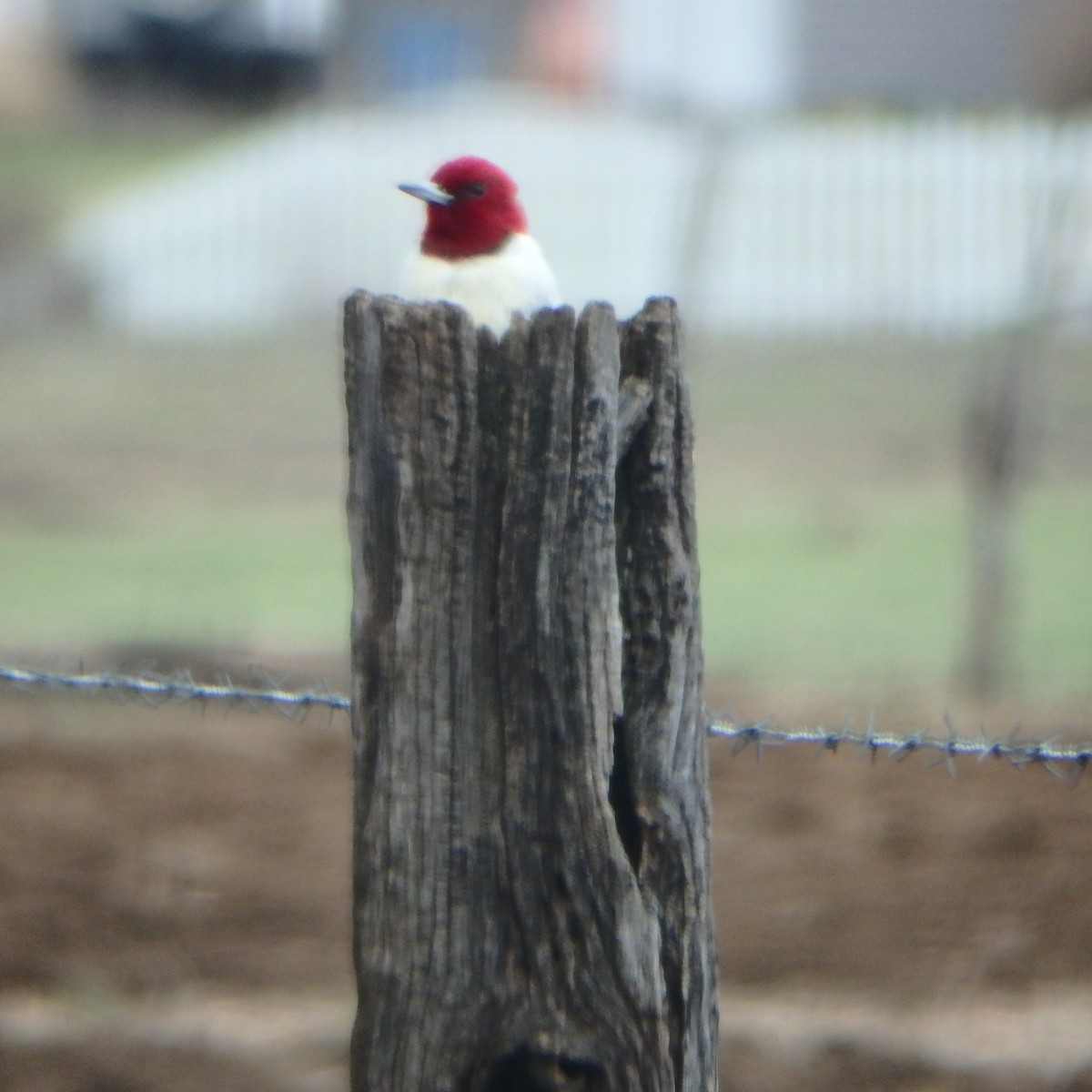 Red-headed Woodpecker - ML53149311