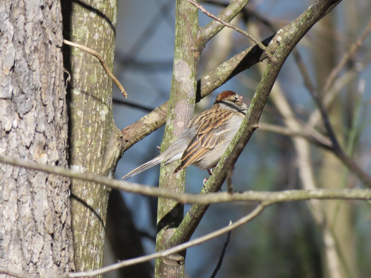 Chipping Sparrow - ML531493651