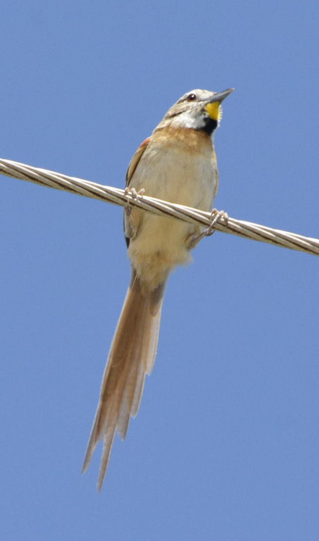 Chotoy Spinetail - ML531494411