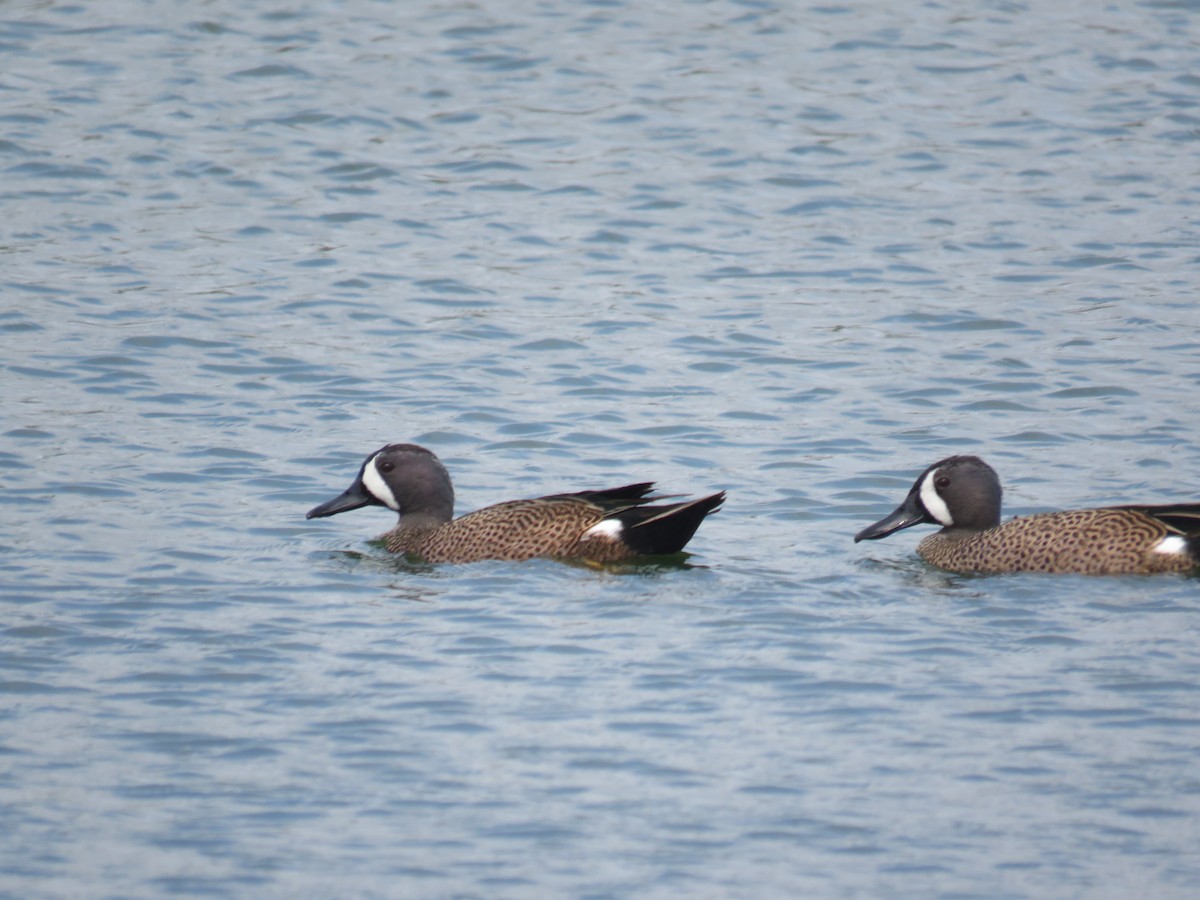 Blue-winged Teal - ML53149471