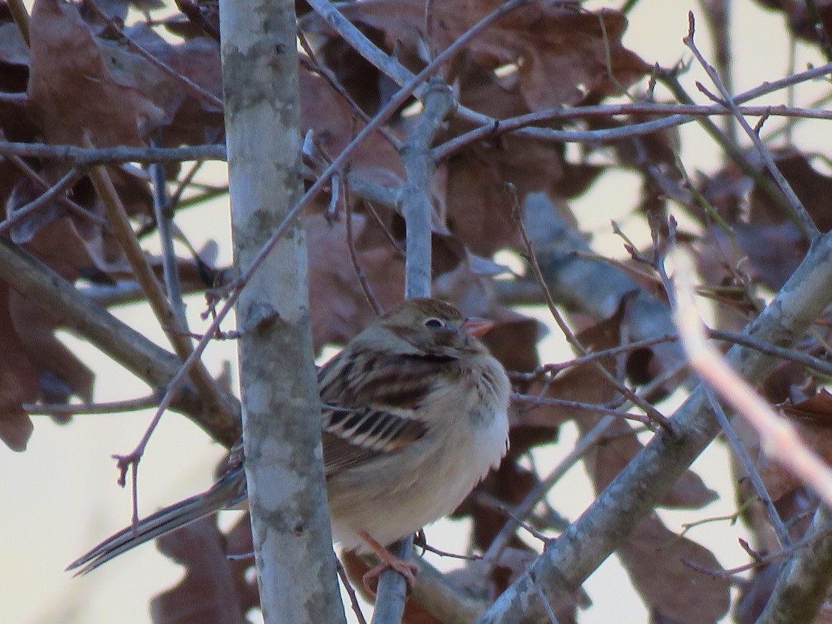 Field Sparrow - ML531495111