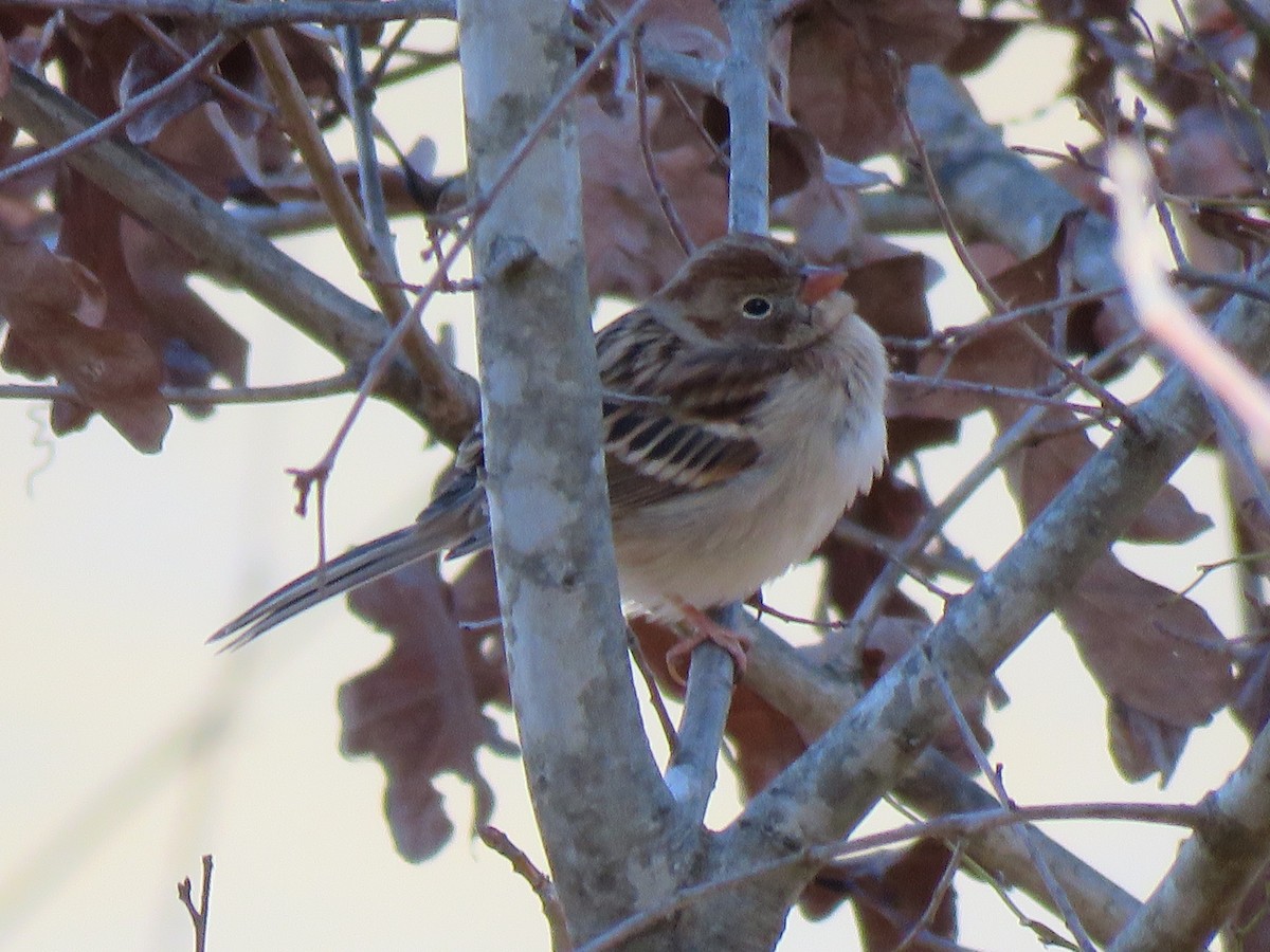 Field Sparrow - ML531495121