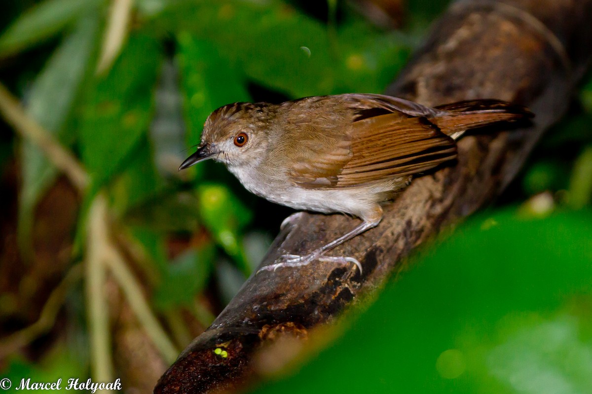 Sulawesi Babbler - ML531497151
