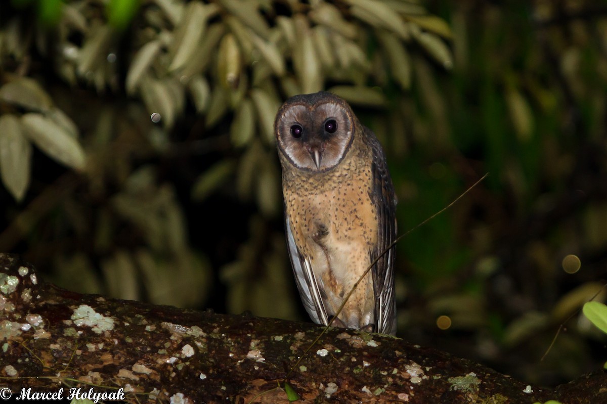 Sulawesi Masked-Owl - ML531498501