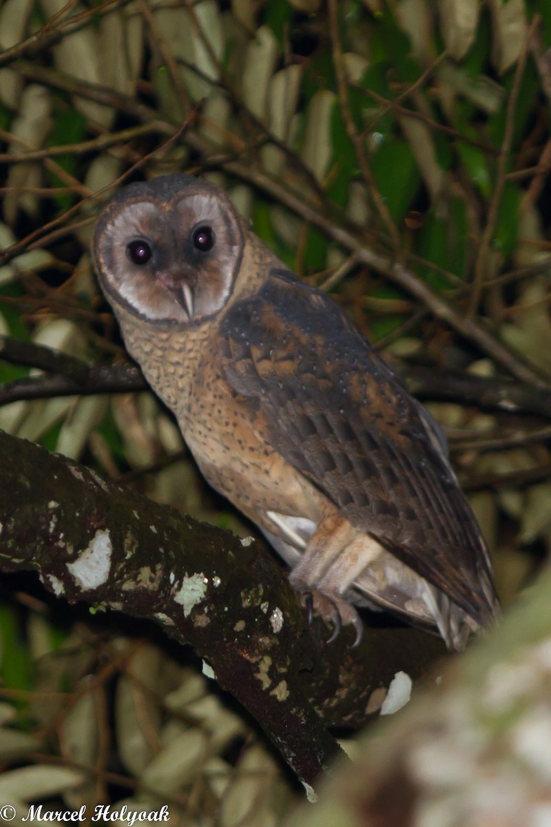 Sulawesi Masked-Owl - ML531498511