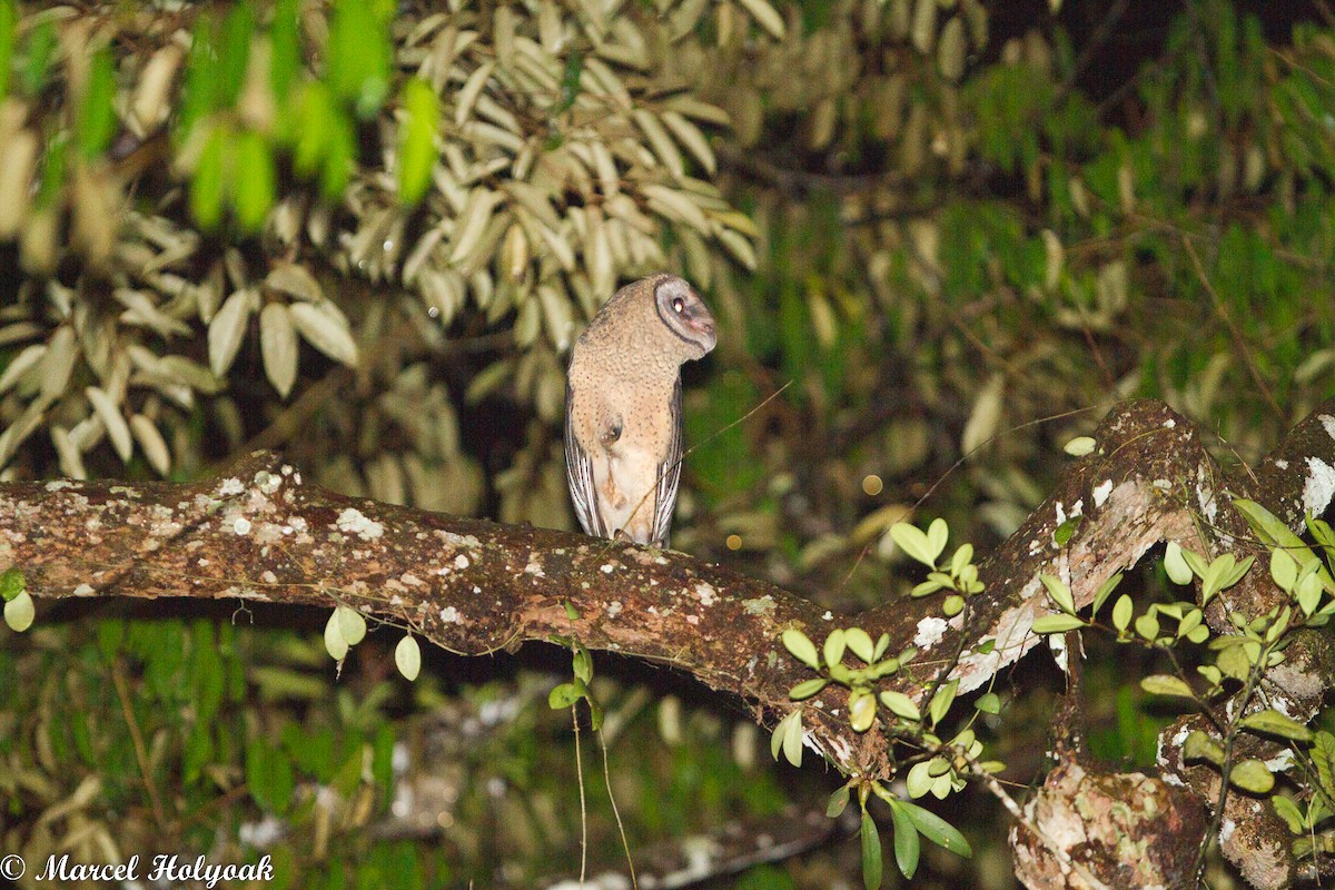 Sulawesi Masked-Owl - ML531498521
