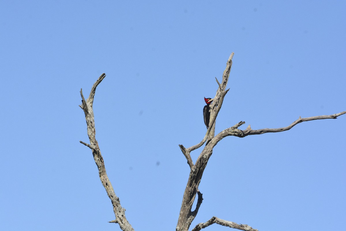 Cream-backed Woodpecker - ML531501431