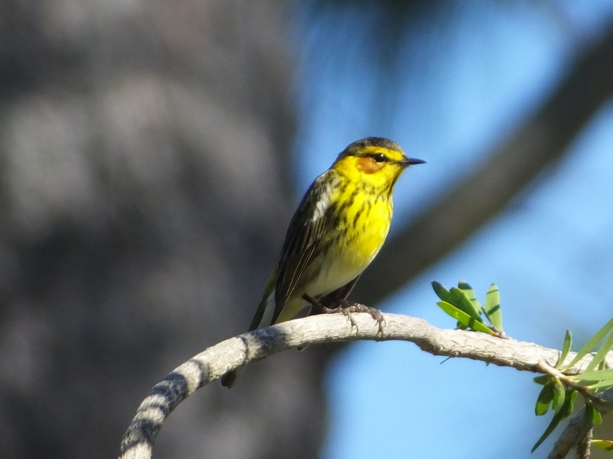 Cape May Warbler - ML53150221