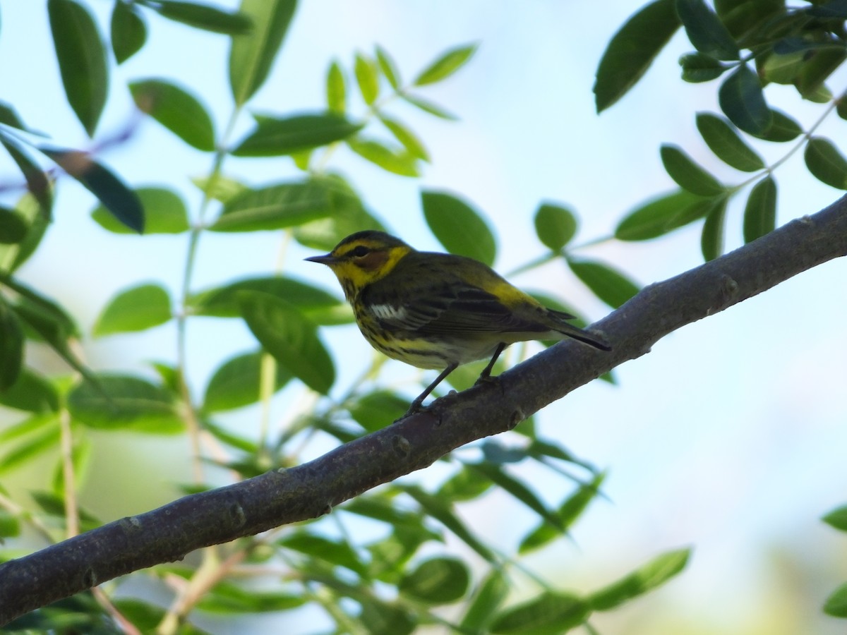 Cape May Warbler - ML53150231