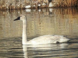 Trumpeter Swan, ML531504651