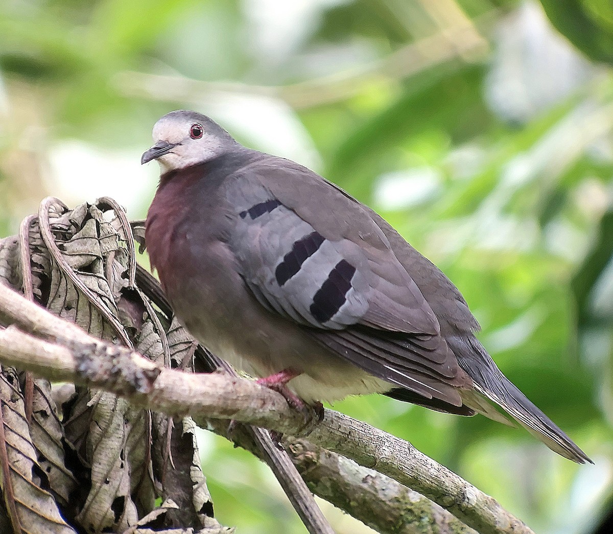 Maroon-chested Ground Dove - ML531509321