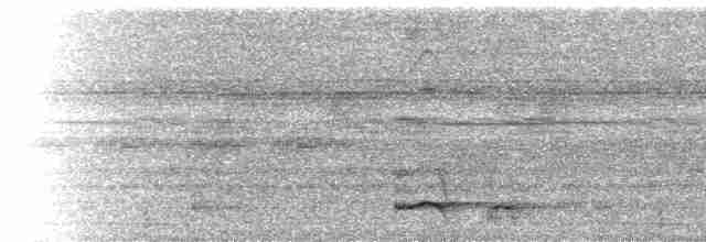  - Black-bellied Cuckoo