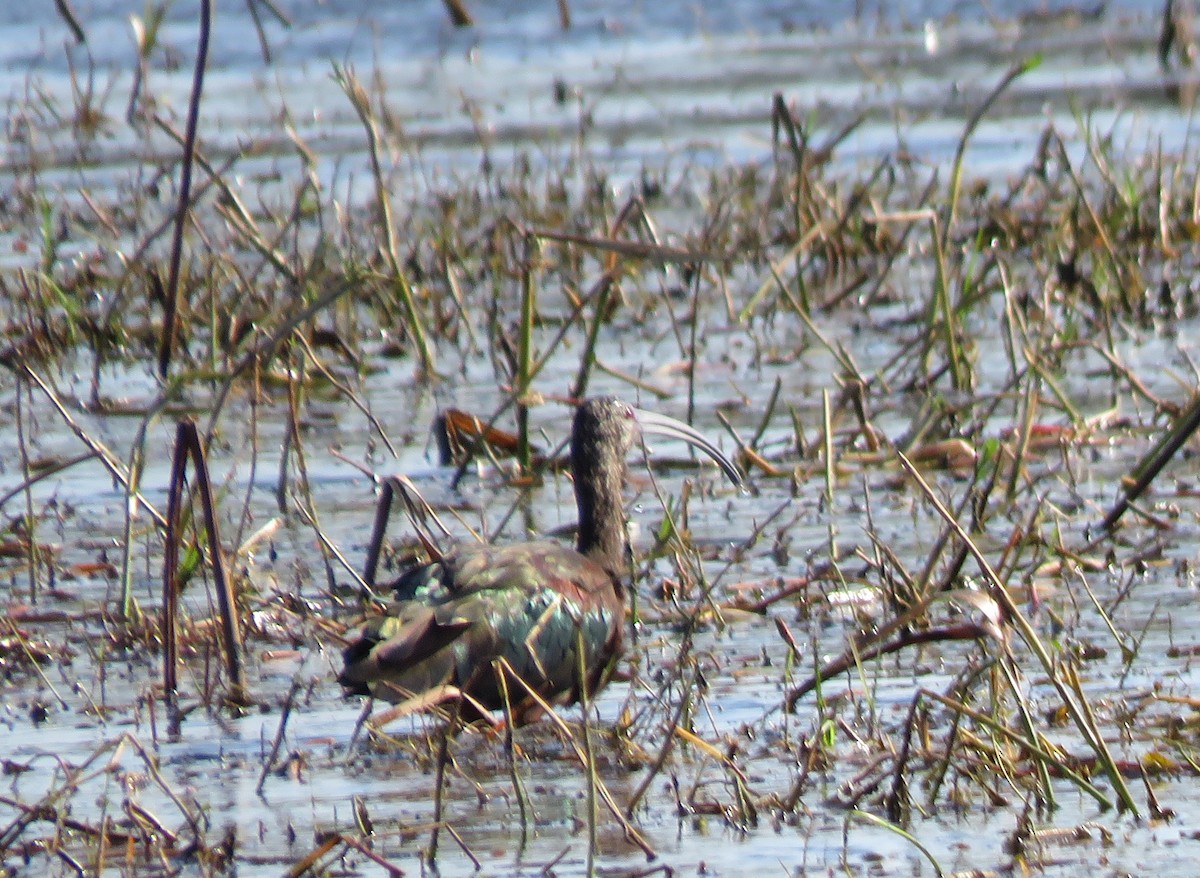 eBird Checklist 4 Feb 2023 Paynes Prairie Preserve SPCones Dike