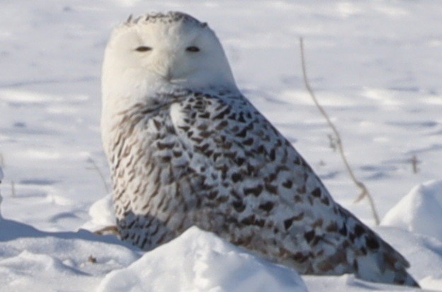 Snowy Owl - ML531511481