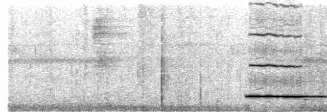 Thicket Tinamou - ML531515021